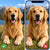 Original dog photo compared with a pixelated screenshot
