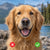 A split-screen comparison of a golden retriever portrait, with the left side pixelated and marked with a red X, and the right side sharp and clear with a green check, set against a lake and mountain background.